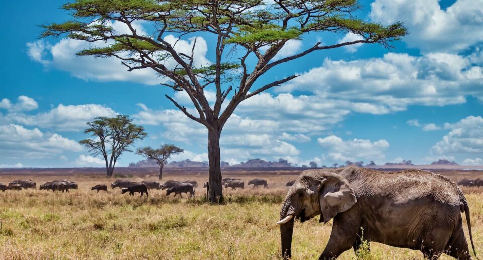 Ratgeber für die Beste Reisezeit in Afrika