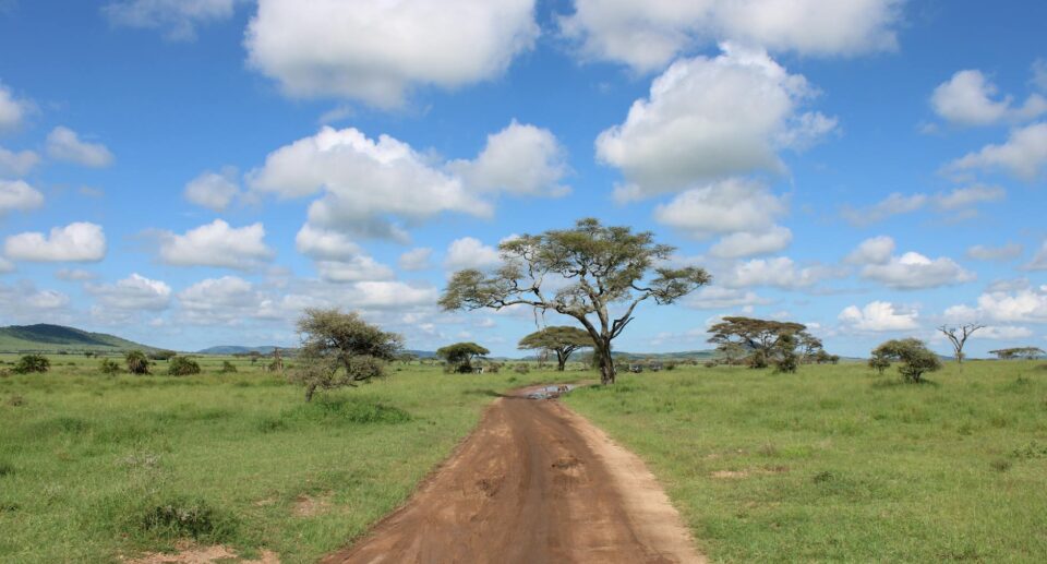 Unbefestigte Straße durch die grüne Serengeti-Landschaft mit Akazienbäumen unter blauem Himmel in Tansania