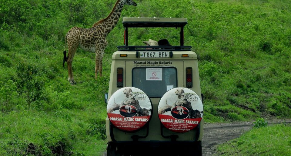 Safari Afrika: Was dich die Big Five wirklich kosten