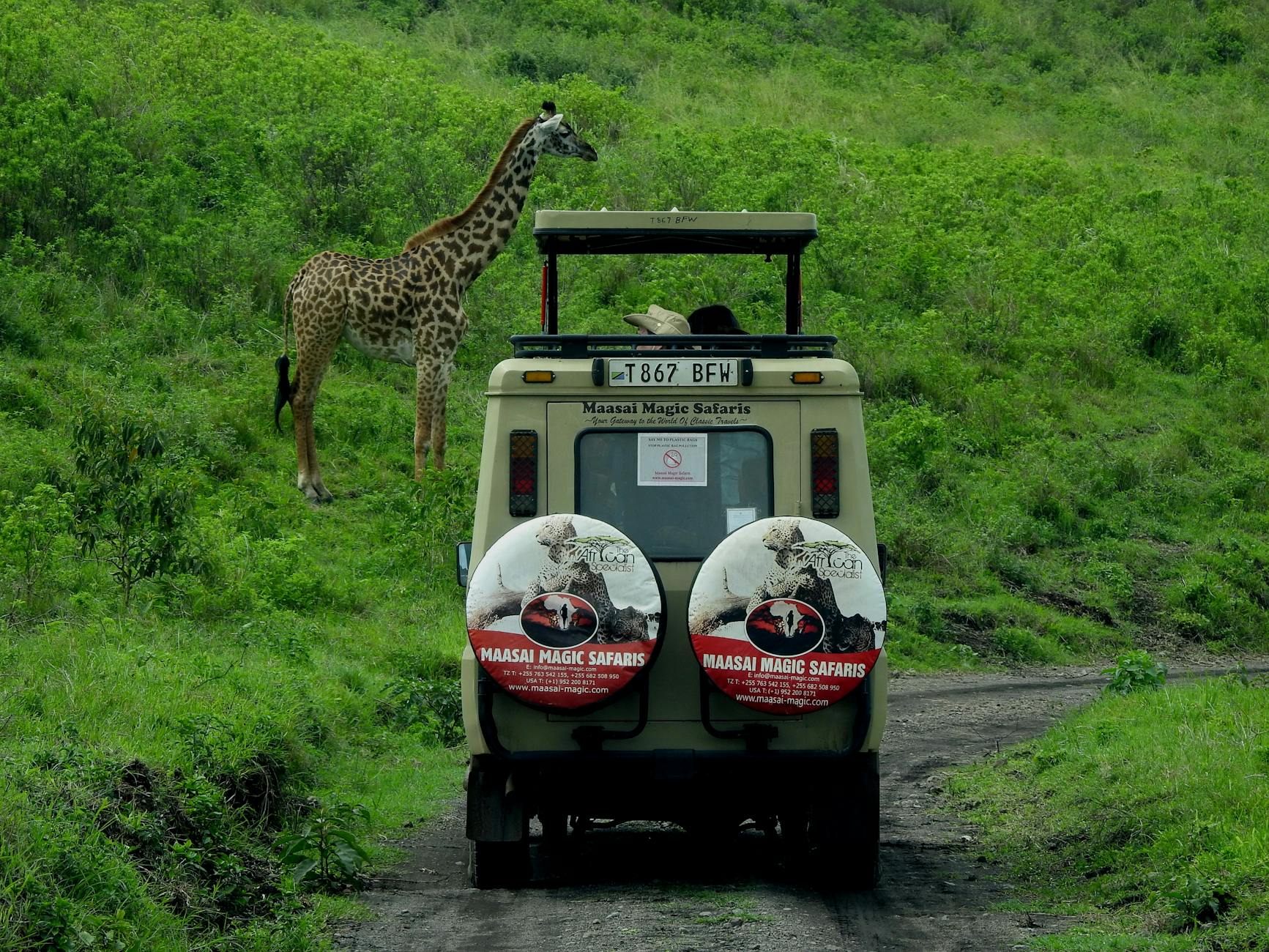Safari Afrika: Was dich die Big Five wirklich kosten