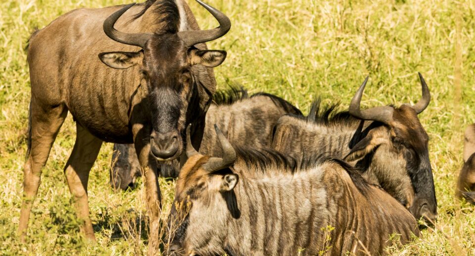 Gnus ruhen sich in der afrikanischen Savanne unter der Sonne aus
