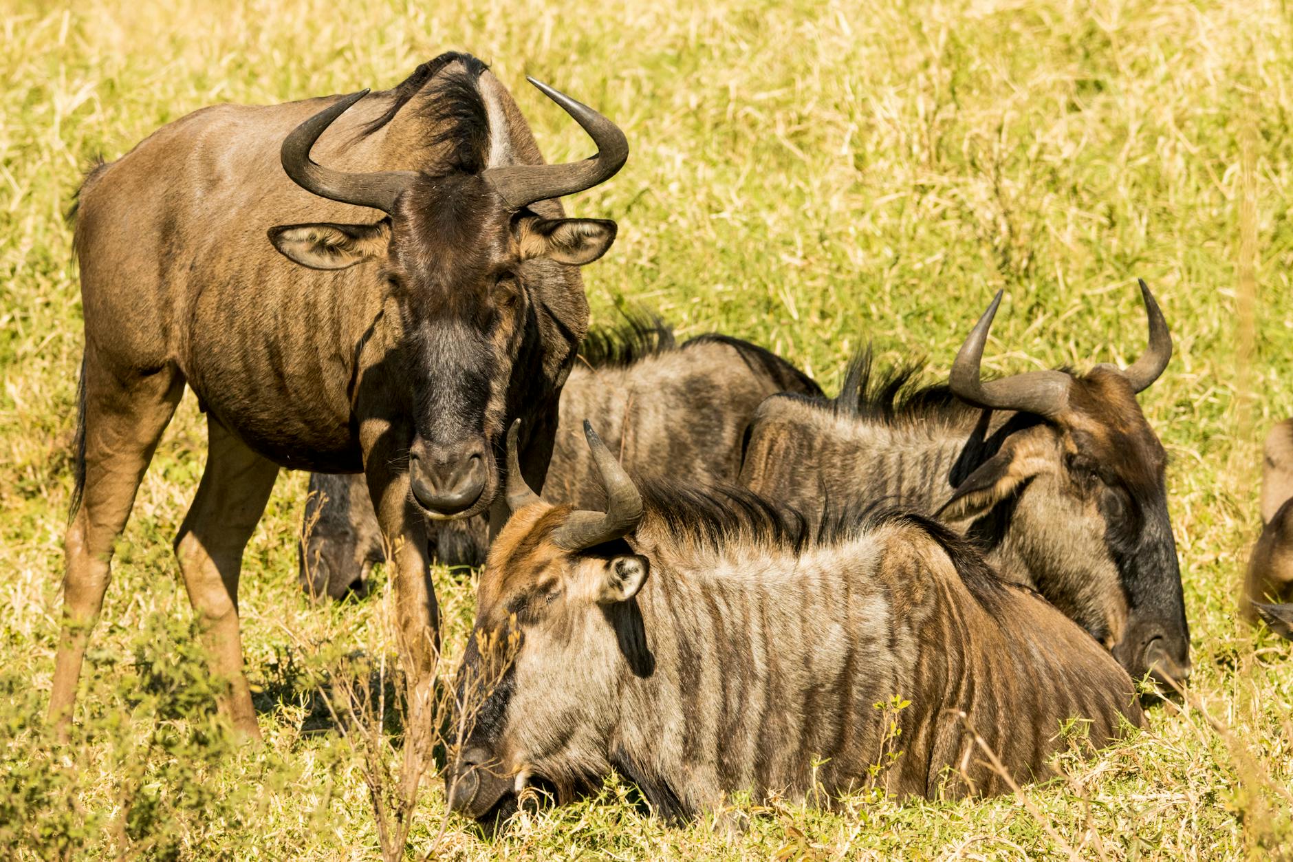 Kenia oder Tansania: Wo erlebst du die bessere Safari?