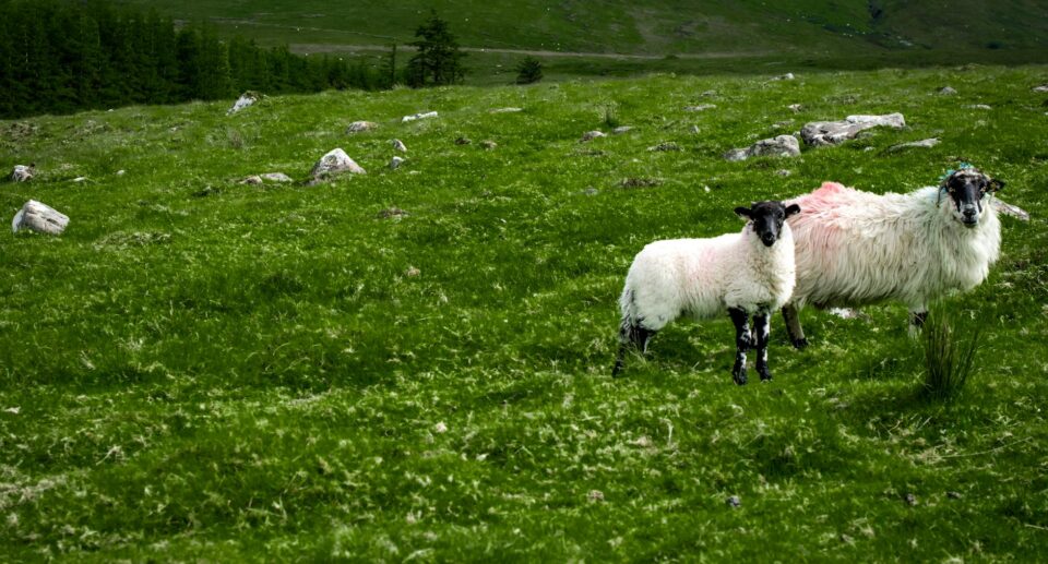 Schafe und Lämmer grasen auf grüner Wiese in County Tipperary, Irland