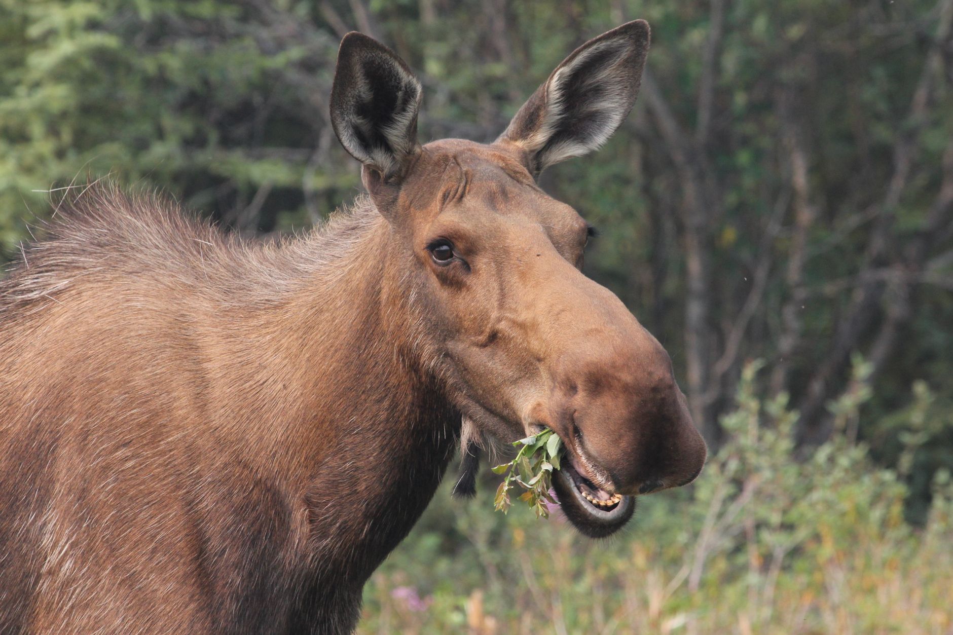 Bären sehen in Alaska: Anfängerleitfaden für die Wildnis